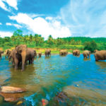 10 отличных причин посетить Шри Ланку